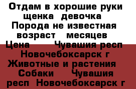 Отдам в хорошие руки щенка (девочка). Порода не известная, возраст 6 месяцев › Цена ­ 1 - Чувашия респ., Новочебоксарск г. Животные и растения » Собаки   . Чувашия респ.,Новочебоксарск г.